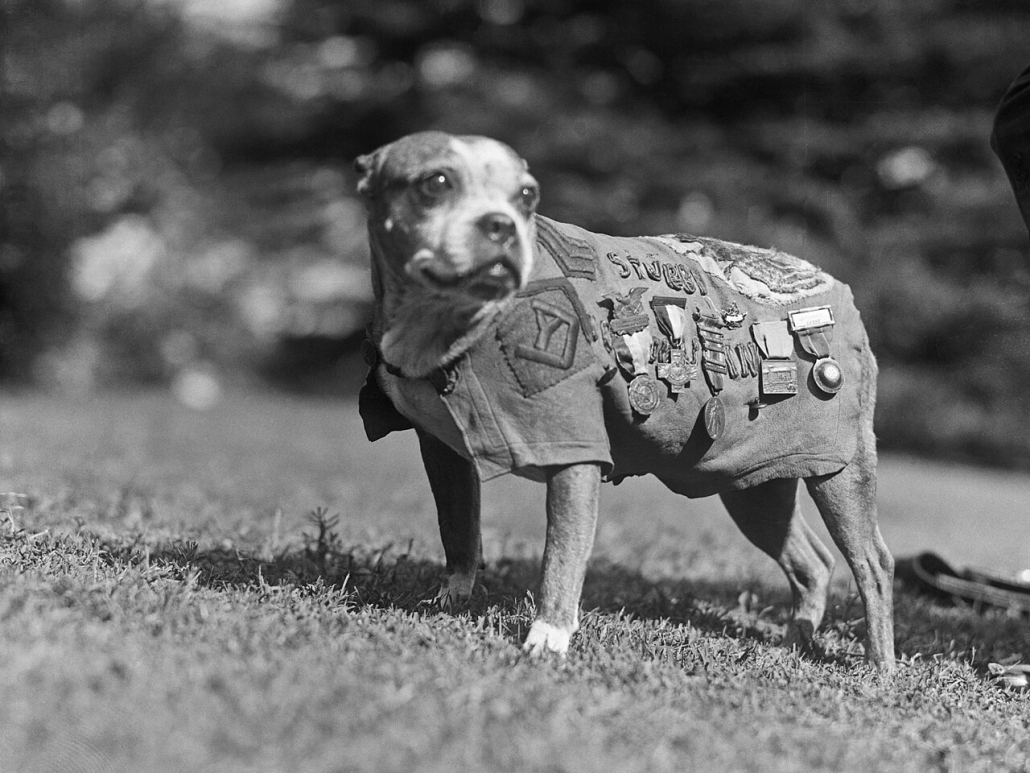 Sergeant_Stubby