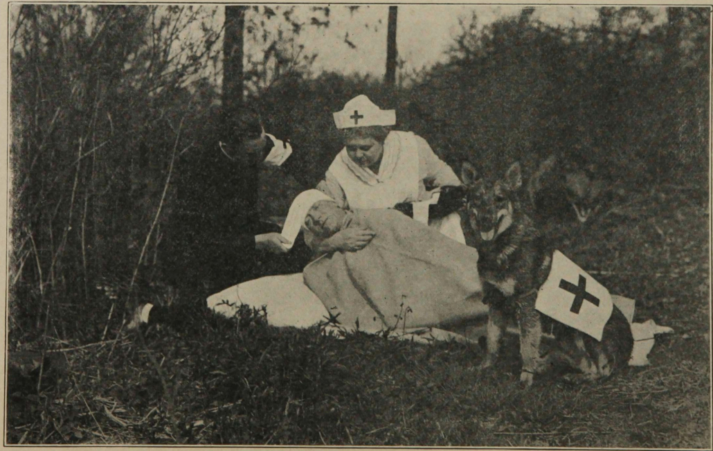 photo by A.E.Mullen,Jr_forrás_Theo.F. Jager (1917). Scout, Red Cross and Army Dogs.
