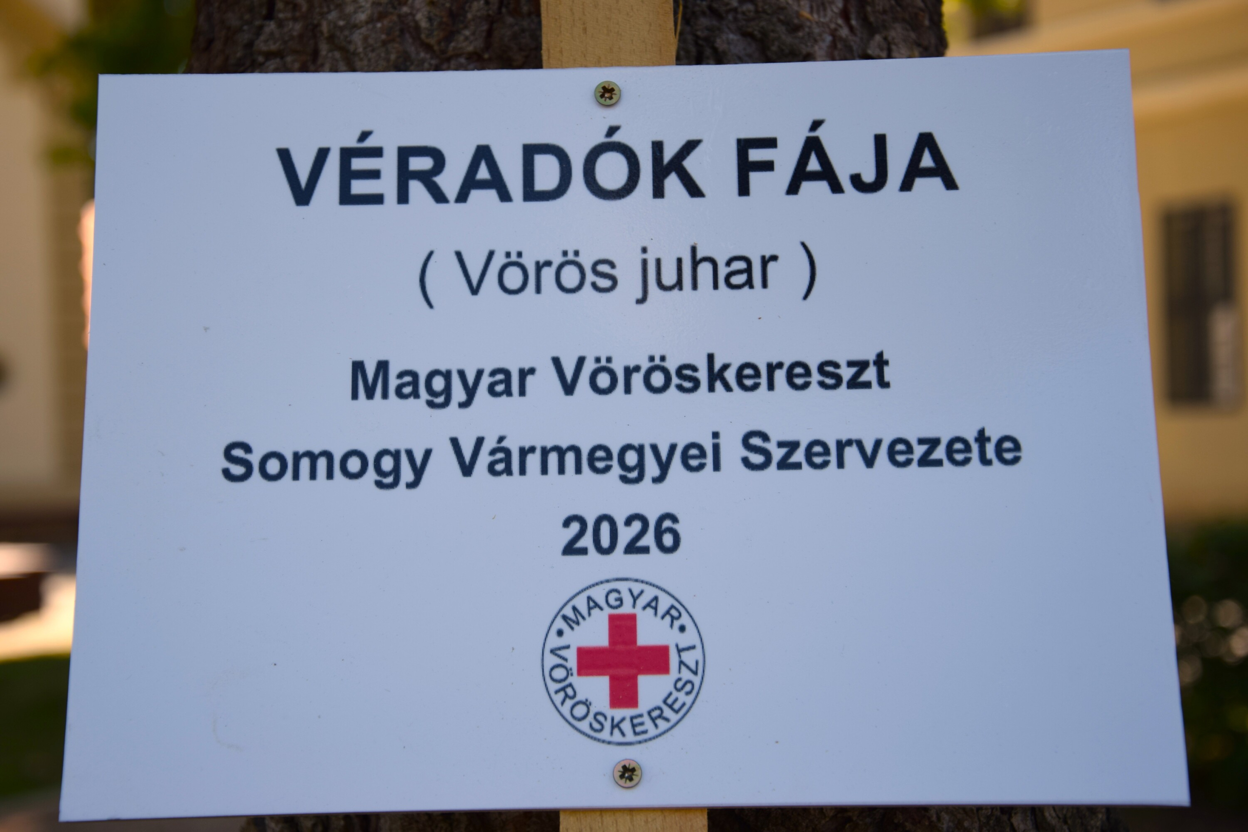 2026.06.12_Véradók fája ültetés_Kaposvár_fotók-Kerényi Dóra (2)